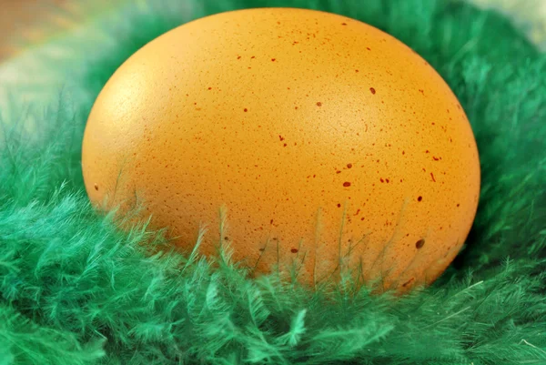 Egg in featheres — Stock Photo, Image