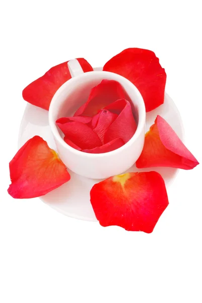 Rosa in tazza con petali — Foto Stock