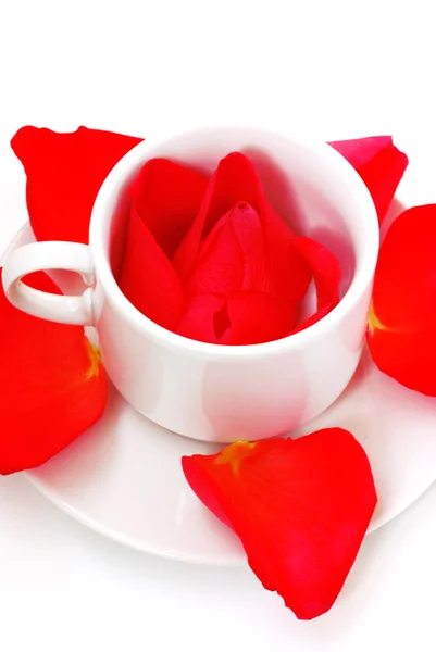 Roos in cup met bloemblaadjes — Stockfoto