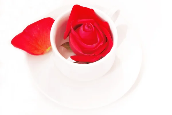 Роза в чашке — стоковое фото