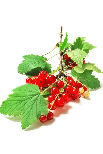 stock image Red currant