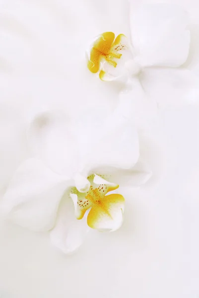 Orchidee in crema — Foto Stock