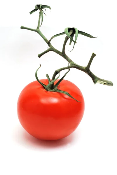 Tomate en rama — Foto de Stock