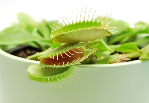 Stock image Venus flytrap