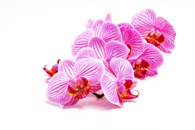 Orchids clipart