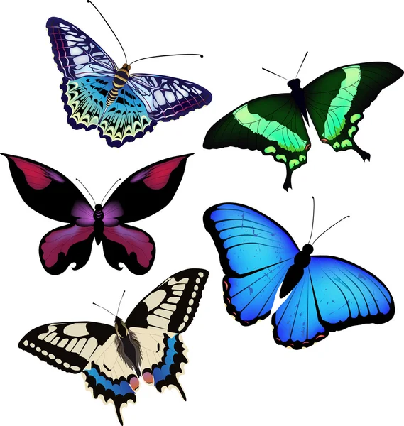Vektorillustration von Schmetterlingen — Stockvektor
