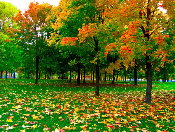 秋天在公园里 — 图库照片