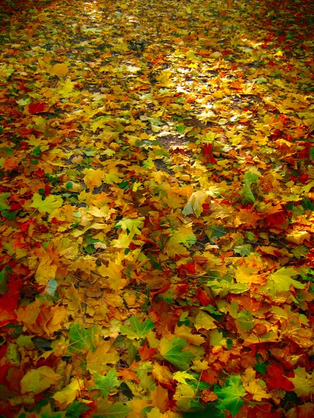 地面に葉を — ストック写真