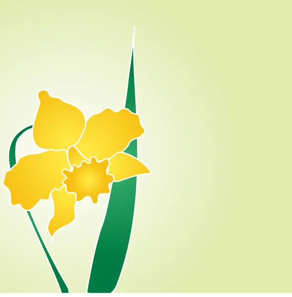 Desenho vetorial de Daffodil-jonquil — Vetor de Stock