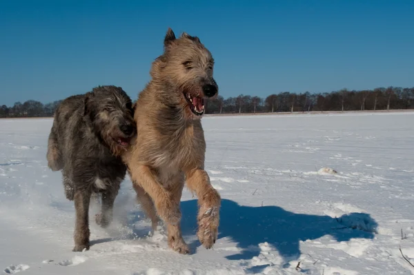 İrlandalı wolfhound