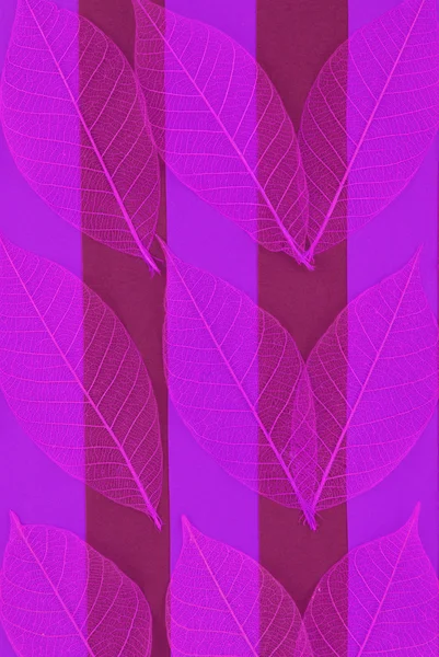 Roze bladeren — Stockfoto