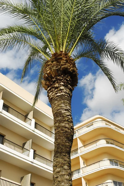 Hotels and palm — Stock Photo, Image