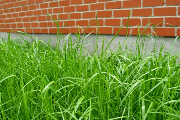 Zielona trawa i mur z czerwonej cegły — Zdjęcie stockowe