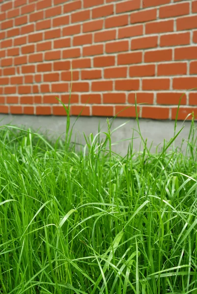 Grünes Gras und rote Ziegelmauer — Stockfoto