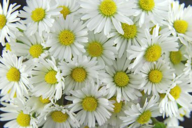 White daisies background