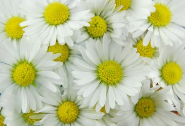 White daisies background