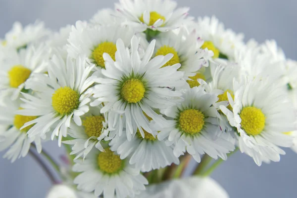 stock image White daisies