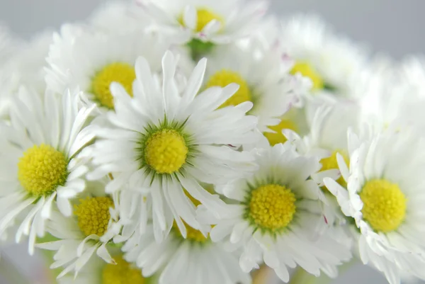 stock image White daisies