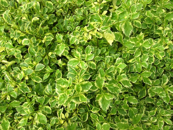 stock image Hedge Plants