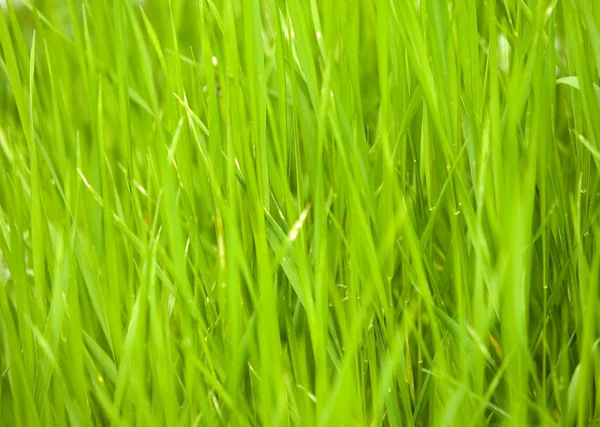 stock image Spring Grass