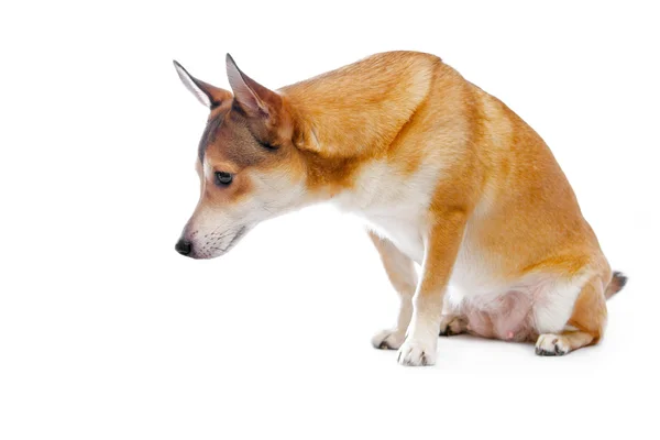Dog — Stock Photo, Image