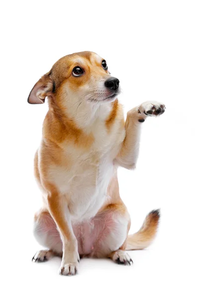 犬 ロイヤリティフリーのストック画像