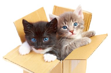 Kittens in box clipart