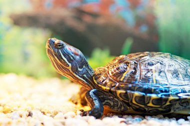 gölet terrapin