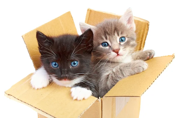 Котята в коробке — стоковое фото