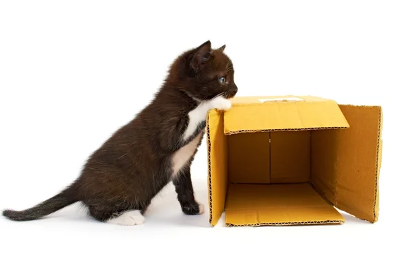 Котёнок с коробкой — стоковое фото
