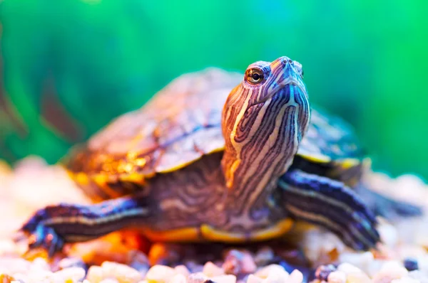 stock image Slider turtle