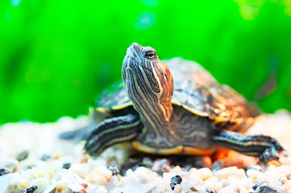 stock image Slider turtle