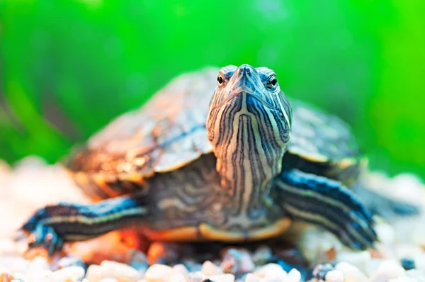 stock image Pond terrapin