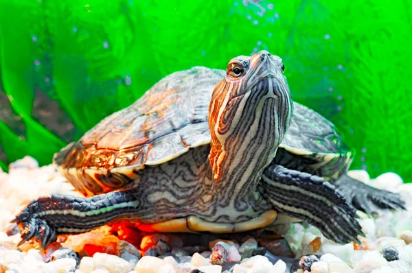 stock image Pond terrapin