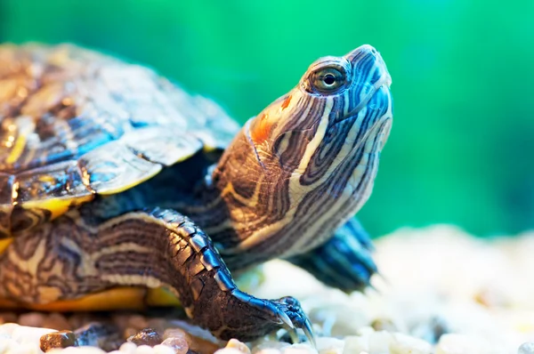 stock image Slider turtle