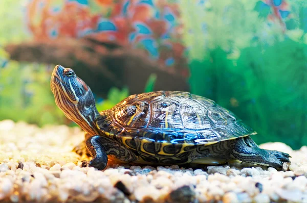 stock image Slider turtle