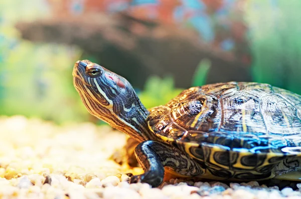 Stock image Pond terrapin