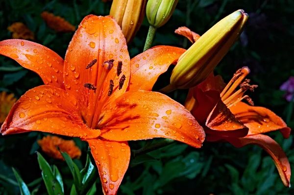 Flores de buquê — Fotografia de Stock