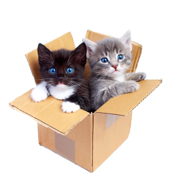 Kittens Rechtenvrije Stockfoto's
