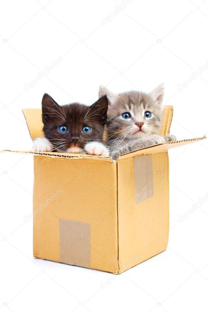 Kittens in box