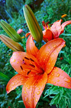 Garden lily clipart