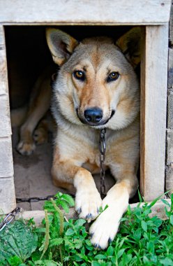 Köpek.