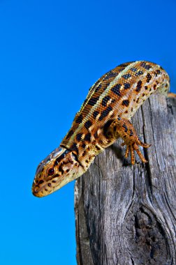 Lizard on stump clipart