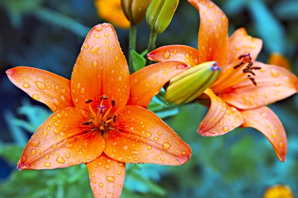 Garden lilies — Stock Photo, Image