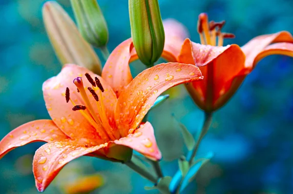 stock image Rose lilies