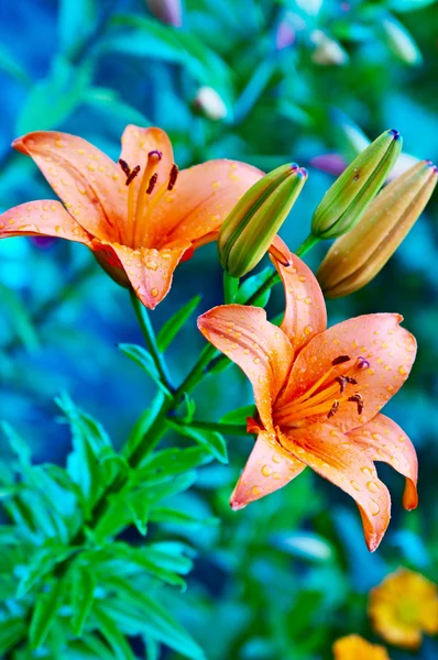 Flor de jardín —  Fotos de Stock
