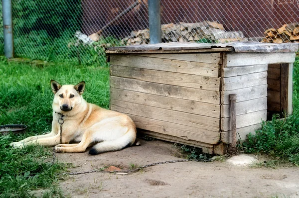 bekçi köpeği