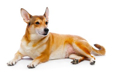 Köpek.