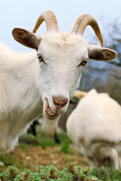 Koza s úšklebkem — Stock fotografie