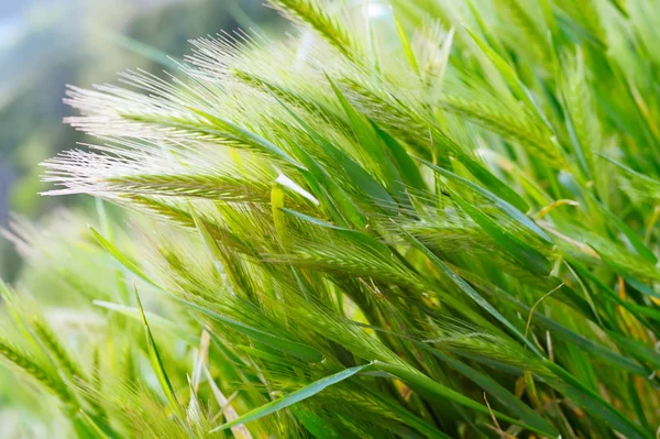 Stock image Ears of wheat